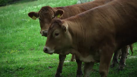Zwei-Schöne-Braune-Kühe,-Die-Hintereinander-Auf-Einer-Grünen-Wiese-Stehen-Und-Die-Kamera-Neugierig-Betrachten