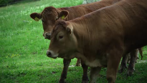 two beautiful corious brown cows standing behind each other on a green meadow and looking coriously at the camera