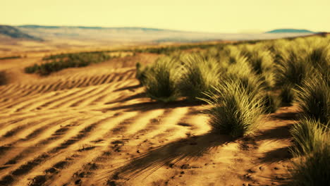 desert landscape in crater national park