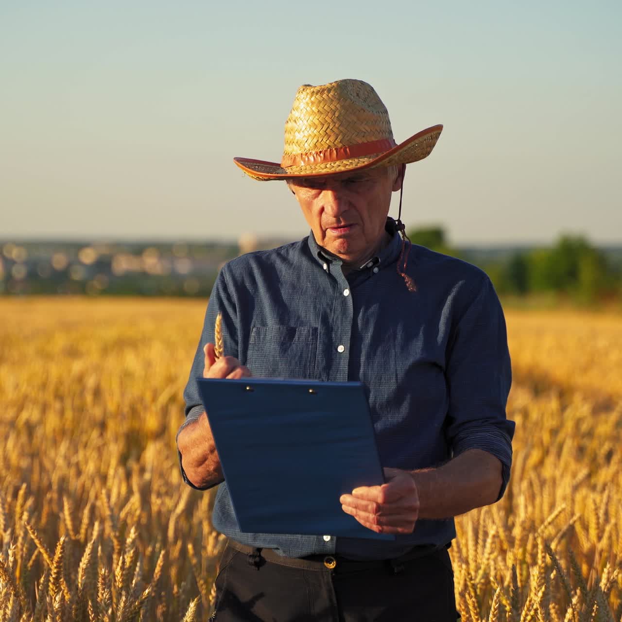 Old farmer on a wheat field. Male farmer with a folder holding spikelet of ripe wheat to analyze grains in yellow field at sunset.