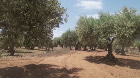 aerial drone view of a massive olive tree field for the production of olive oil in portugal