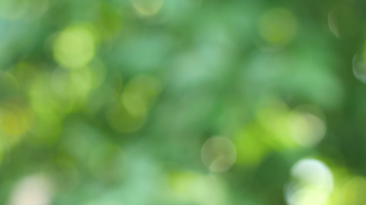 fondo bokeh de color verde