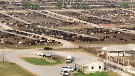 trucks and cowboy riding on horseback round up cattle at feedlot