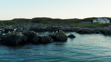 Experimente-El-Encanto-Costero-De-Connemara,-Galway,-Irlanda,-A-Través-De-Una-Toma-De-Paralaje-Con-Drones-Que-Captura-El-Vibrante-Paisaje-Verde,-La-Belleza-Costera-Y-La-Elegante-Presencia-De-Gaviotas-Y-Pájaros.