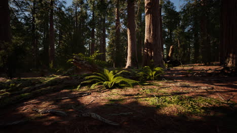 early morning sunlight in the sequoias of mariposa grove