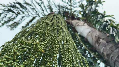 low angle shot of caryota urens, showcasing it's fruit and flower, it is also known as the fishtail palm, toddy palm, or jaggery palm