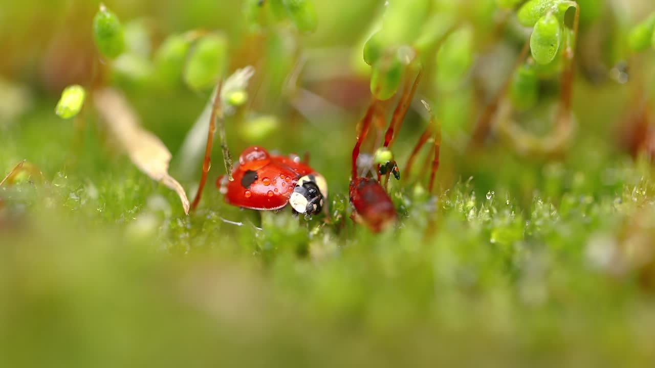 Close-up wildlife of a ladybug in the green grass in the forest