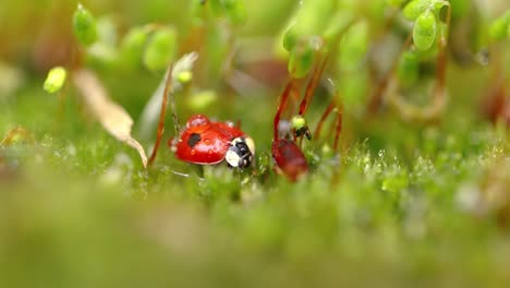 Close-up-wildlife-of-a-ladybug-in-the-green-grass-in-the-forest