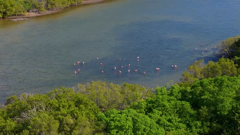 aerial orbit of flamingo flock feeding in secluded mudflat surrounded by mangroves