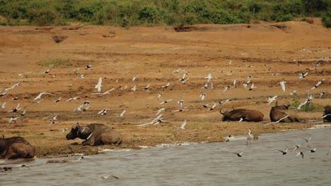 Búfalo-Tirado-En-La-Orilla-Del-Río,-Bandada-De-Pájaros-En-Vuelo,-Tiro-A-Cámara-Lenta