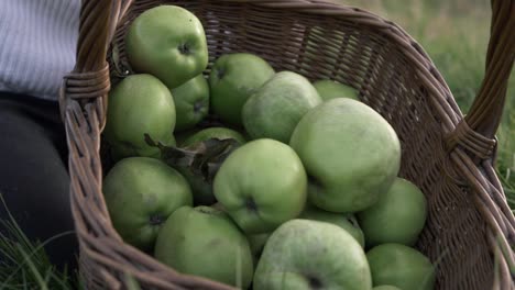 Fruit-picker-emptying-basket-of-apples-in-meadow-medium-shot