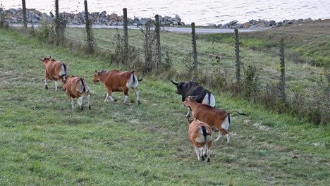 wild bull chasing female cows, running in pasture