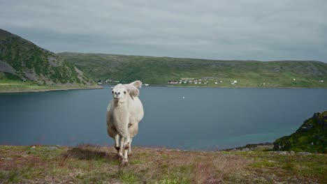 Weiße-Kamelwanderungen-Auf-Einem-Berghügel-Mit-Ruhigem-See-Im-Hintergrund-In-Norwegen