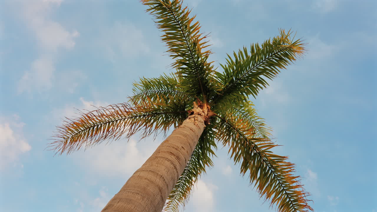 Close up of a palm tree on the beach with the blue sky on the background. Vertical