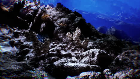 exploring the vibrant seabed teeming with coral and marine life