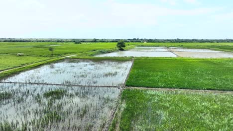 Lush-green-farms-of-rice-fields-in-Sindh-Golarchi-on-beautiful-sunny-day-with-some-clouds