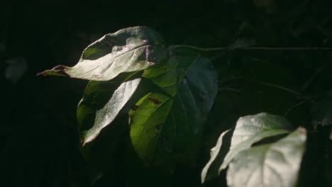 leafs moving in the wind at sunset