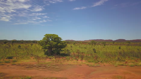 árbol boab australia occidental interior kimberley paisaje drone aéreo looma camballin tierra aborigen temporada de lluvias territorio del norte bajas lejanas bajo escoba darwin fitzroy cruzando círculo a la izquierda