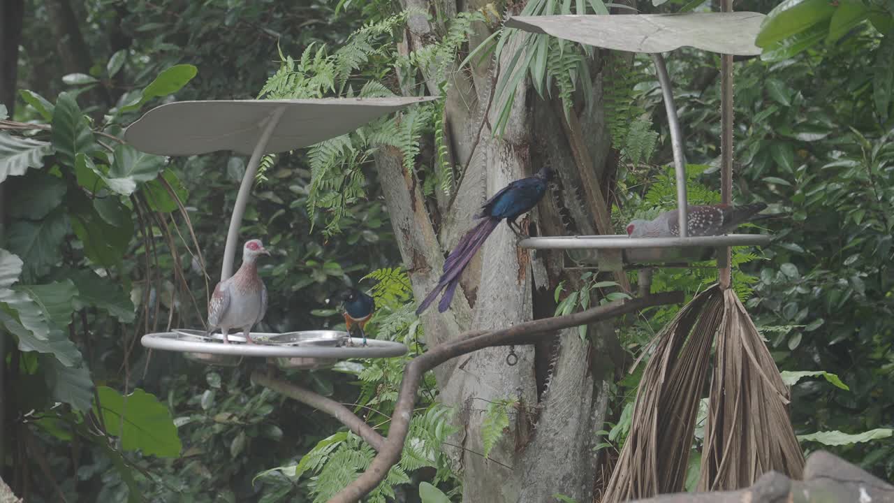 Diversas aves en una exuberante pajarera