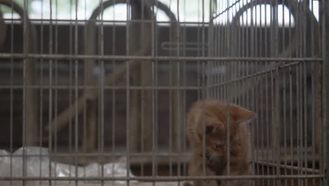 Homeless-young-Cat-kitten-alone-In-The-Cage-At-Home-or-shelter-For-Animals-Foundation