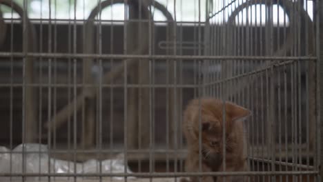 homeless young cat kitten alone in the cage at home or shelter for animals foundation