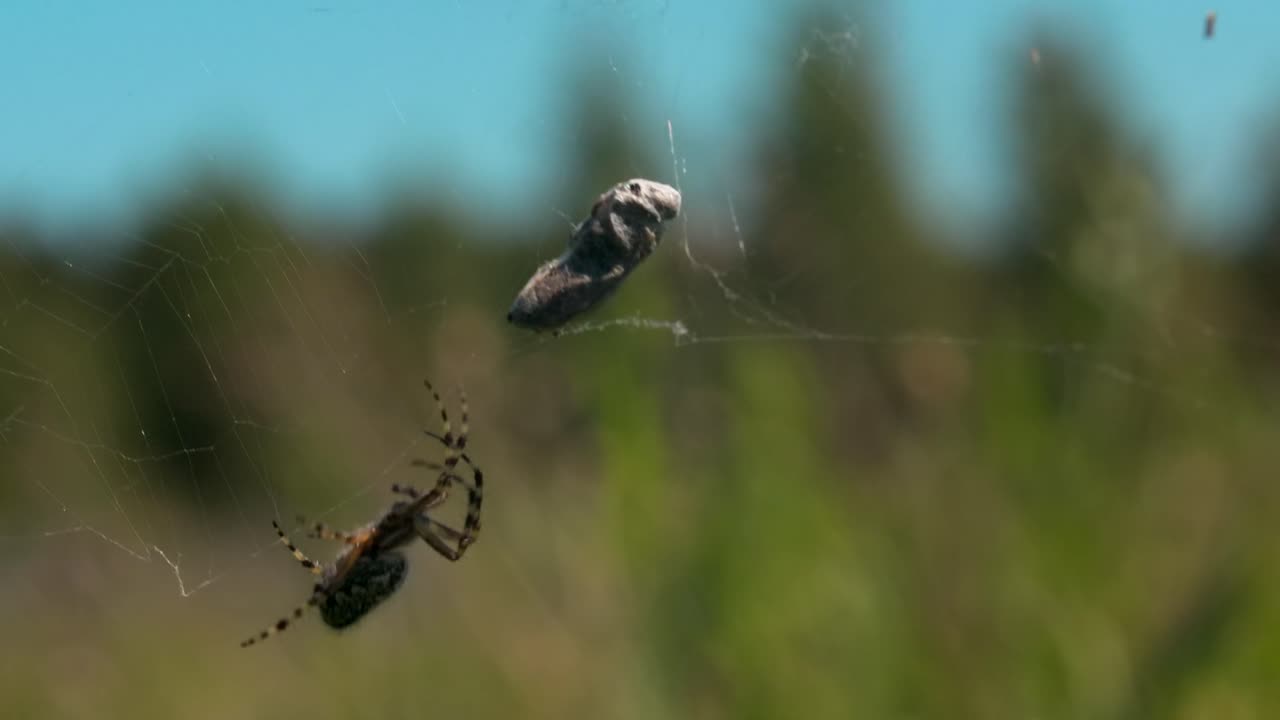 araña con presa en la red