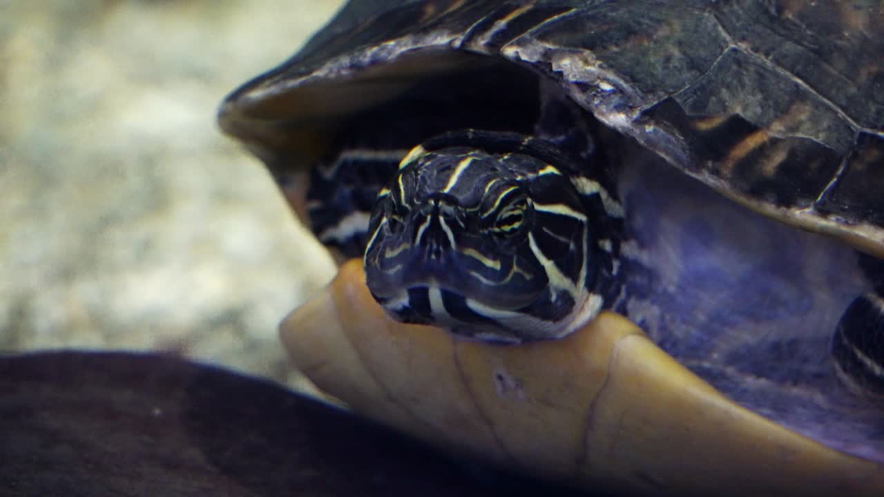 Turtle move head in Danuri aquarium, South Korea