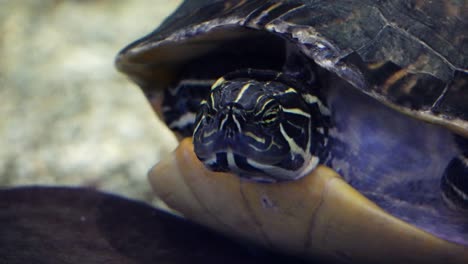 Tortuga-Mueve-La-Cabeza-En-El-Acuario-Danuri,-Corea-Del-Sur