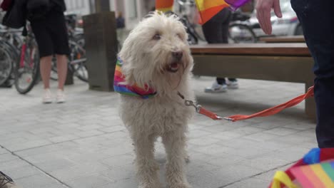 cute furry dog with white hair looking around standing in an urban city street envronment wearing a rainbow lgbtq scarf with another flag in the background, turning its head