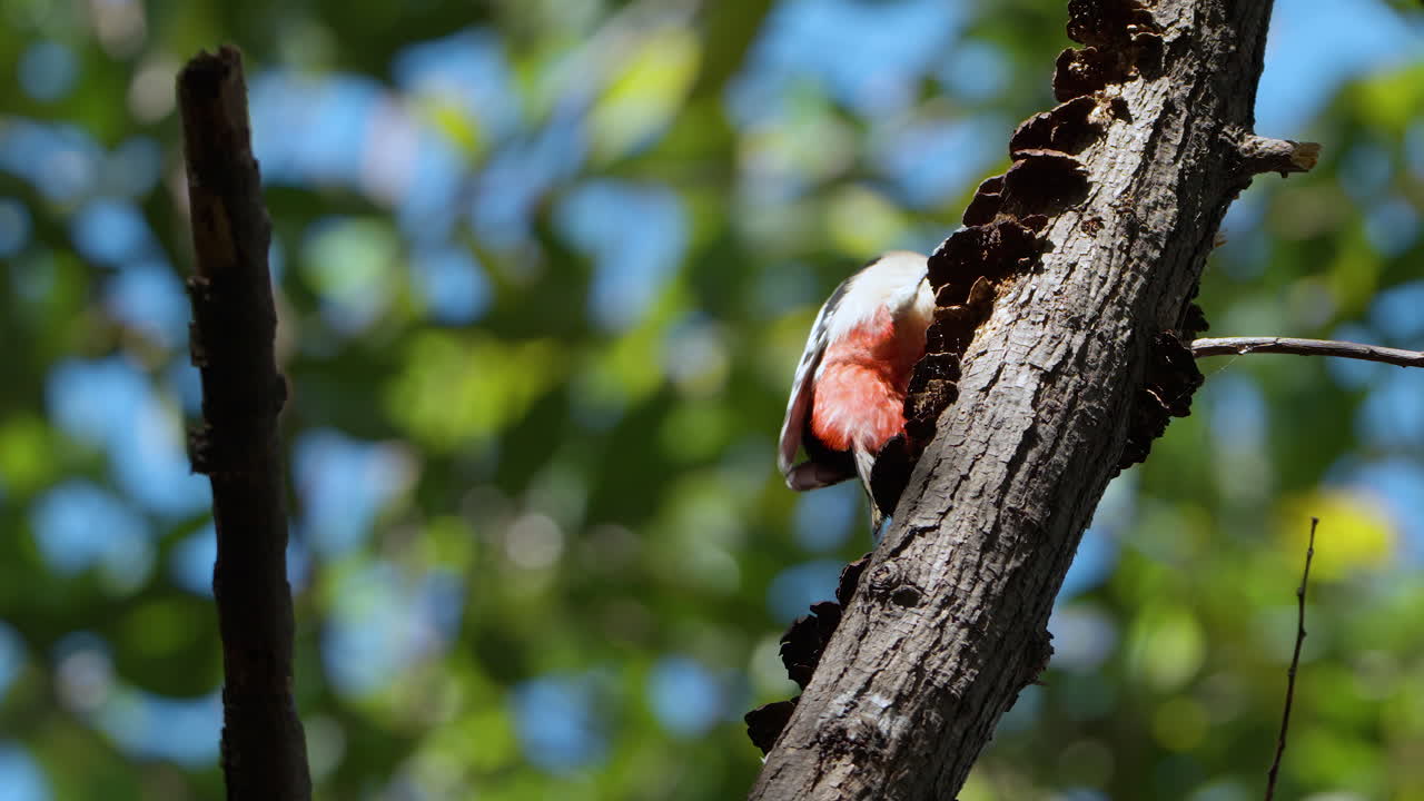 gran pájaro carpintero manchado picoteando árboles muertos secos podridos insectos de forrajeo