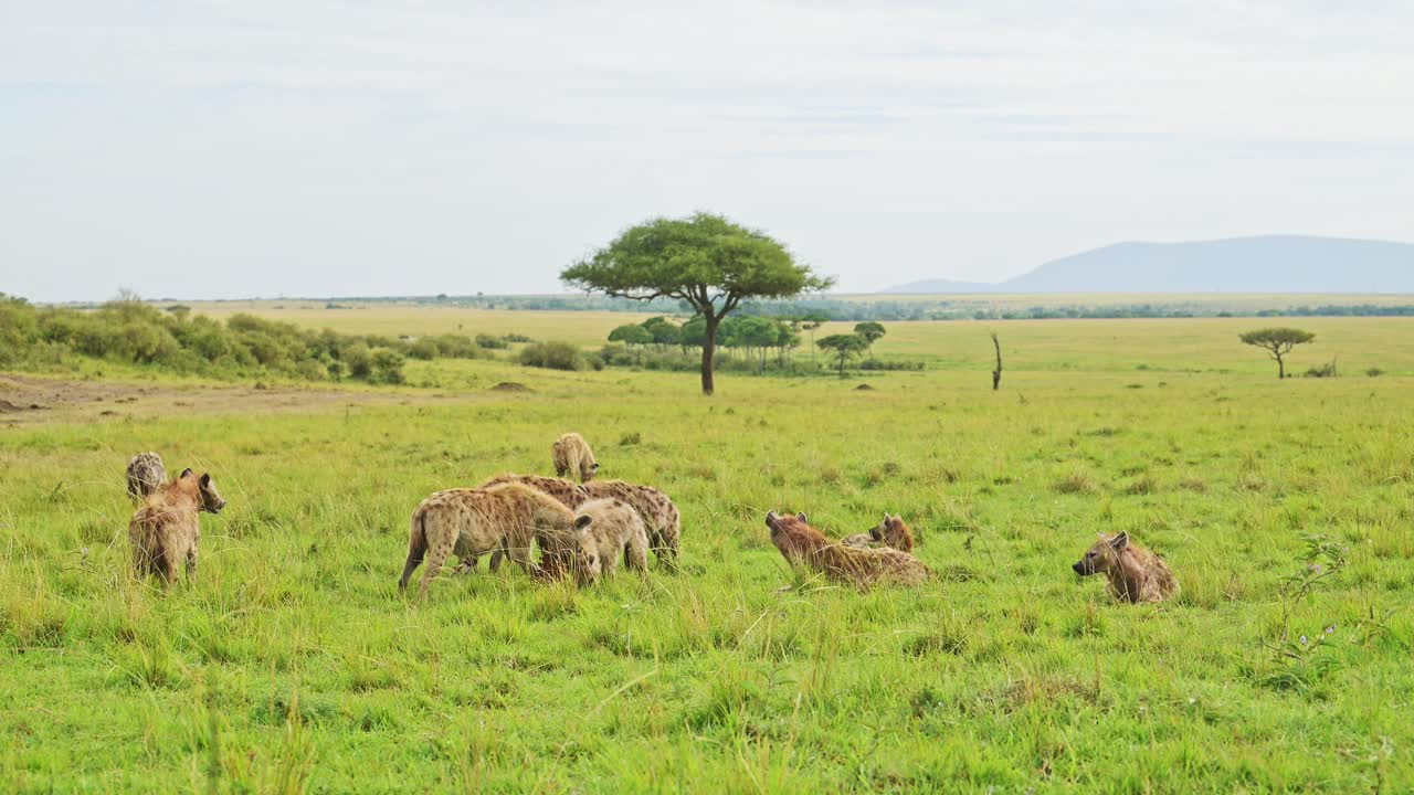 disparo en cámara lenta de una manada de hienas extendidas sobre una presa en exuberantes praderas, vida silvestre africana alimentándose en el masai mara, kenia, áfrica animales de safari buscando comida en el masai mara