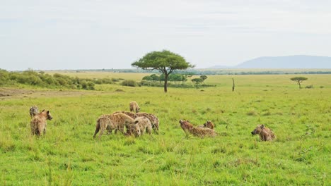 Toma-En-Cámara-Lenta-De-Un-Grupo-De-Hienas-Esparcidas-Sobre-Una-Matanza-En-Exuberantes-Praderas,-Vida-Silvestre-Africana-Alimentándose-En-El-Masai-Mara,-Kenia,-Animales-De-Safari-Africanos-Buscando-Comida-En-Masai-Mara