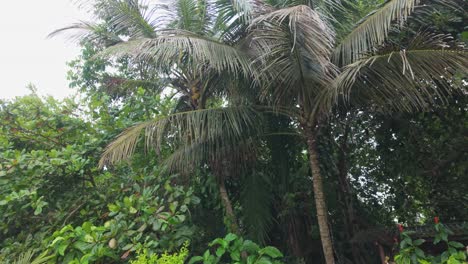 a white-faced capuchin monkey climbs on a palm tree in the cahuita national park, costa rica