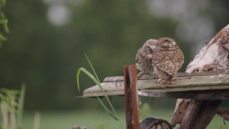 mom little owl lands in slow motion next to expectant chick and feeds it