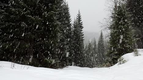 Schneefall-Im-Wald