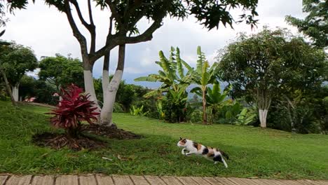 Süße-Katze-Rennt-Und-Springt-Im-Schönen-Garten