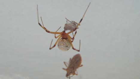 Close-up-of-a-brown-widow-spider-on-her-web-with-prey