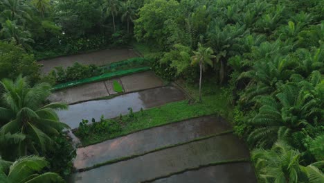 Volando-Sobre-Palmeras-Sobre-Pequeños-Segmentos-De-Campos-De-Arroz-Cerca-Del-Bosque,-Filipinas