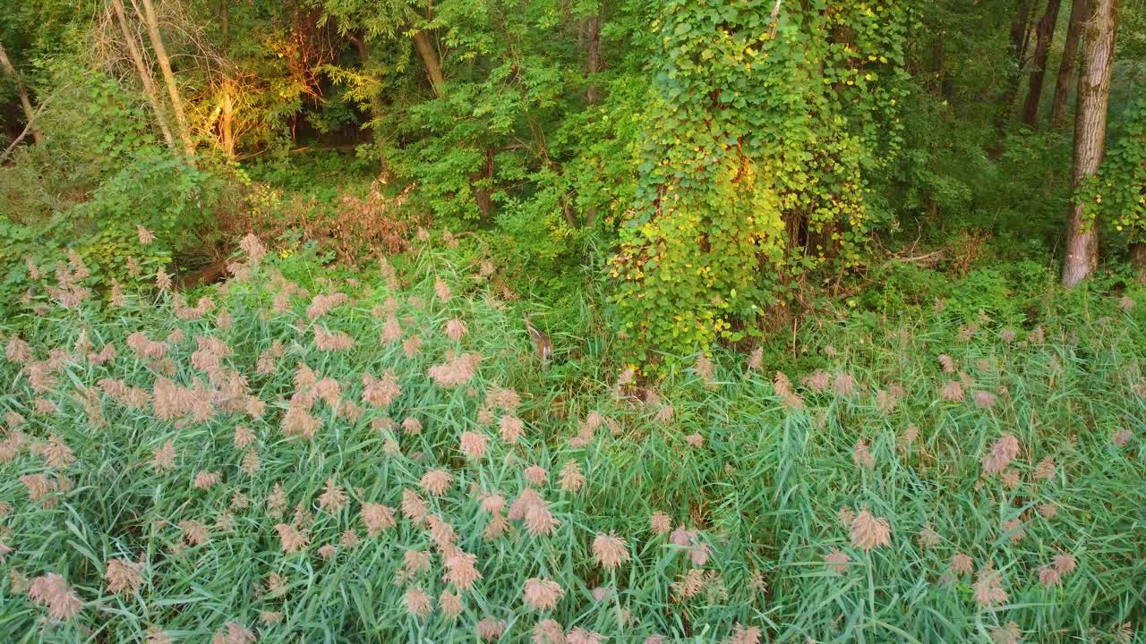 Lush Green Forest by the River