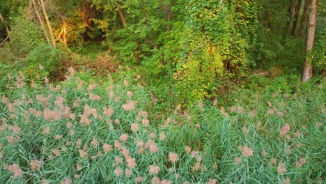 lush green forest by the river