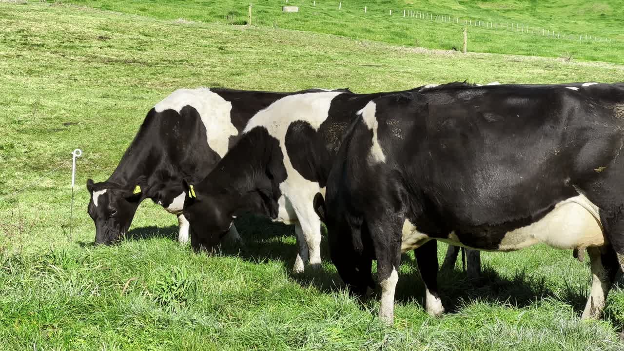 Canons grazing in open field during daytime. Farm view.