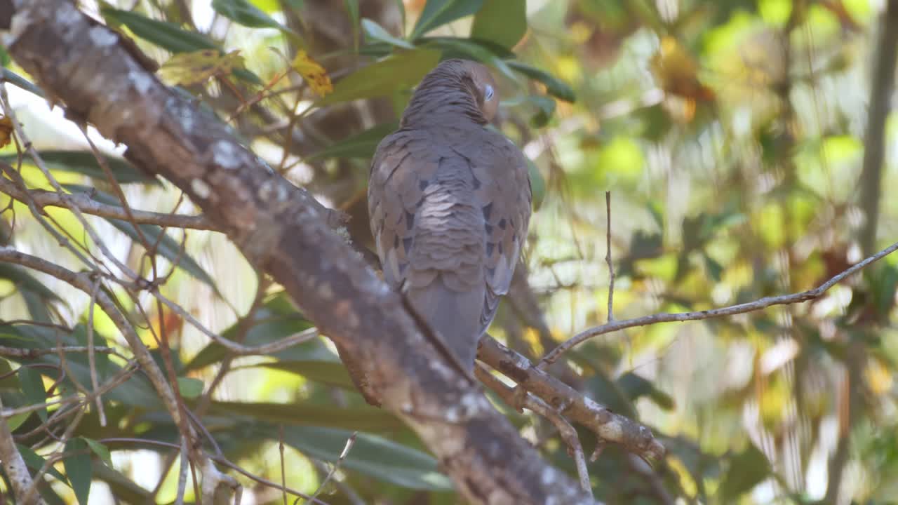 paloma de luto de cerca encaramada en un árbol acicalándose