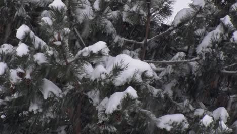 Nieve-Cayendo-Sobre-Un-Pino-En-El-Noroeste-Del-Pacífico