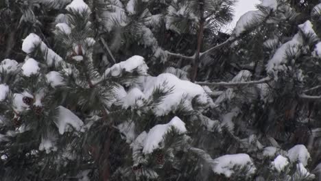 nieve cayendo en un pino en el noroeste del pacífico