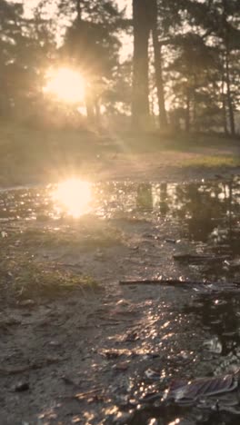 sunset reflections in a forest puddle