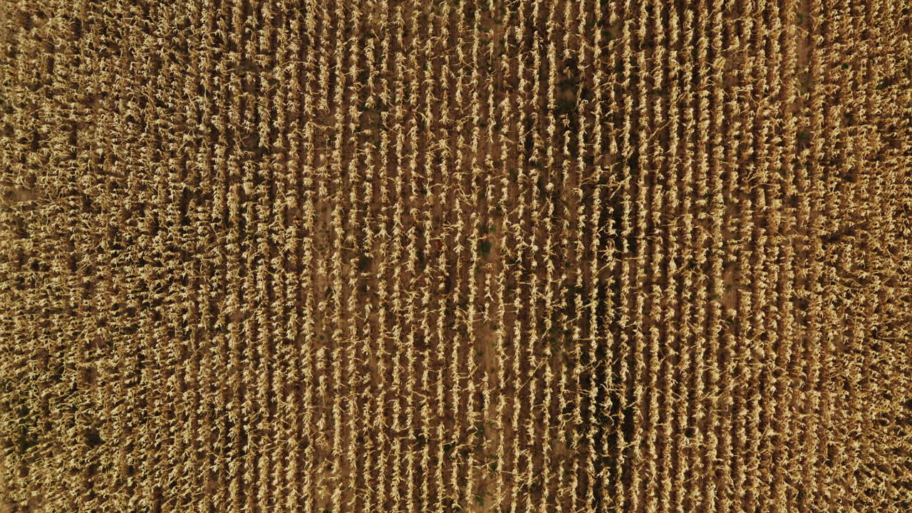 vista aérea amplia vista superior plano medio del campo de maíz amarillo