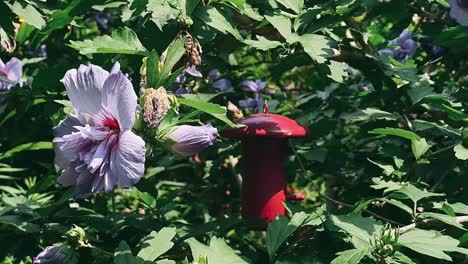 hibisco púrpura y alimentador para pájaros