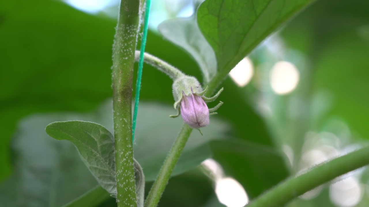 flor de una planta con pimientos picantes