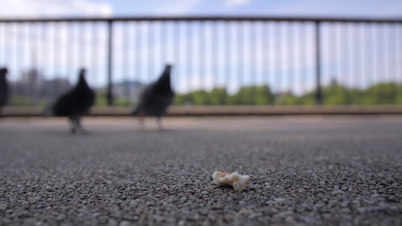 Close up shot feeding friendly pigeon in London.