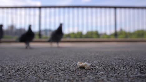close up shot feeding friendly pigeon in london.